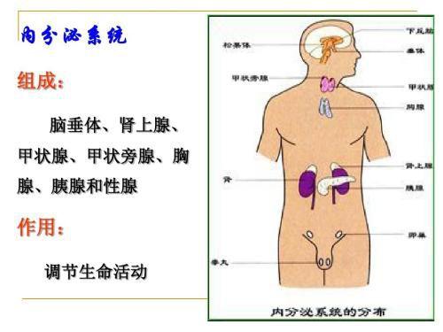 聚氯乙烯如何影响人体内分泌系统