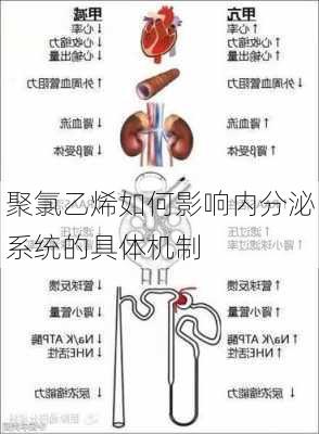 聚氯乙烯如何影响内分泌系统的具体机制