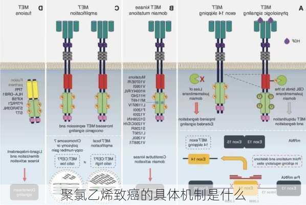 聚氯乙烯致癌的具体机制是什么