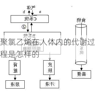 聚氯乙烯在人体内的代谢过程是怎样的