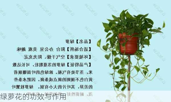 绿萝花的功效与作用