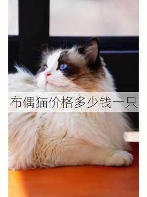 布偶猫价格多少钱一只