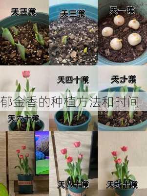 郁金香的种植方法和时间