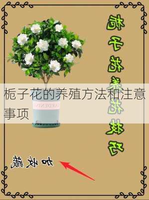 栀子花的养殖方法和注意事项